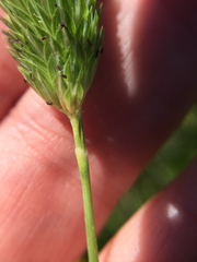 Phalaris angusta