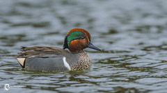 Eurasian Teal photo 1