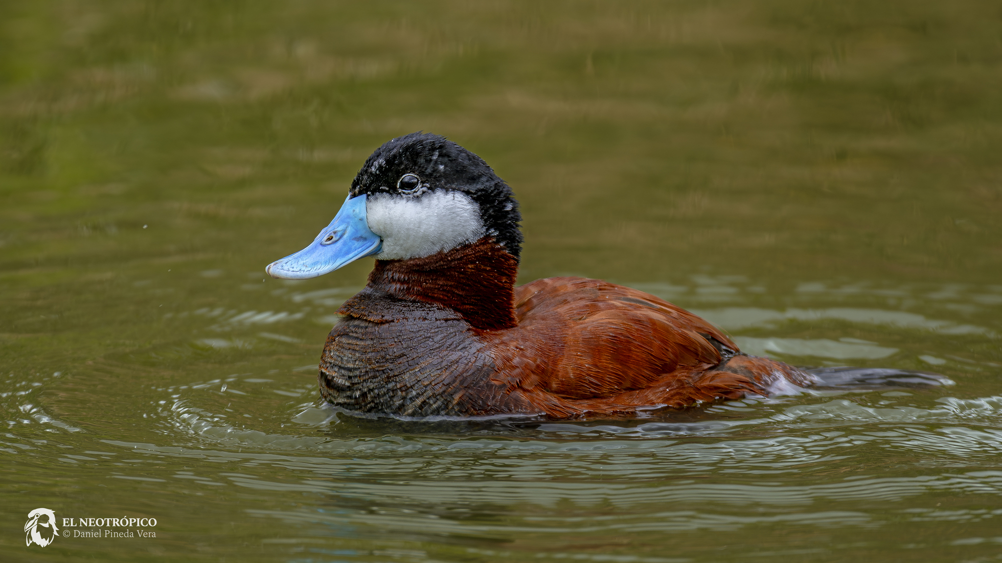 Ruddy Duck illustration