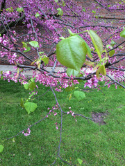 Cercis canadensis