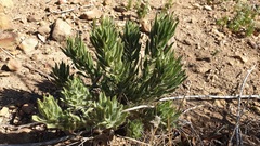 Xiphotheca lanceolata