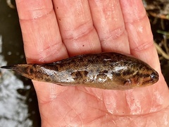 Nightfish photo 5