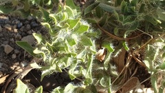 Xiphotheca lanceolata