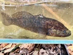Nightfish photo 4