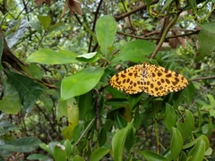 Epobeidia tigrata tigrata