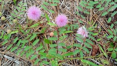 Mimosa microphylla