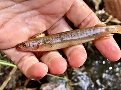 Western Minnow photo 1