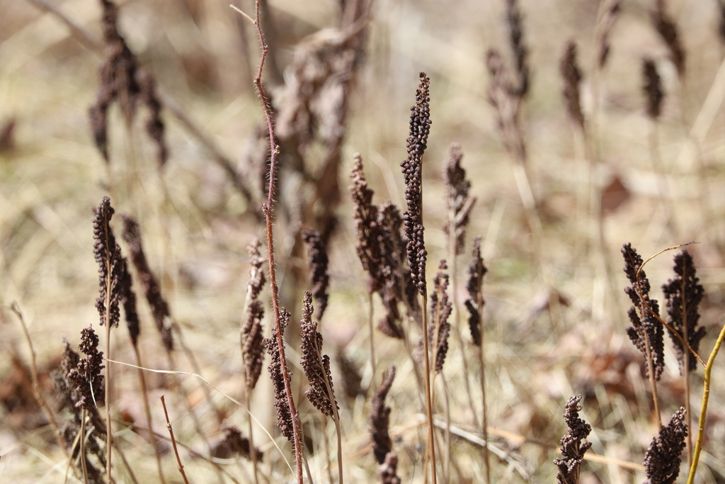 sensitive fern from Algoma District, ON, Canada on April 9, 2024 at 01: ...