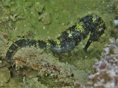 Hippocampus comes