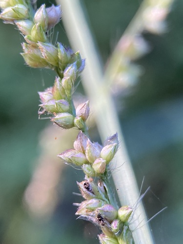Echinochloa crus-galli iNat (1)