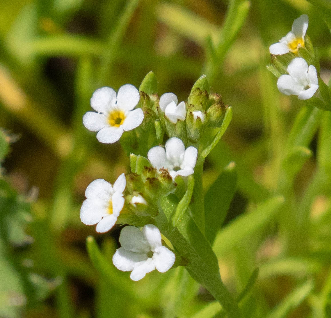 Plagiobothrys bracteatus