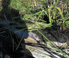 Thryonomys swinderianus