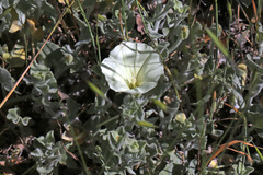 Calystegia malacophylla
