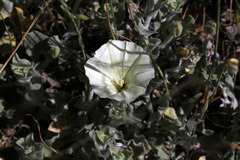 Calystegia malacophylla