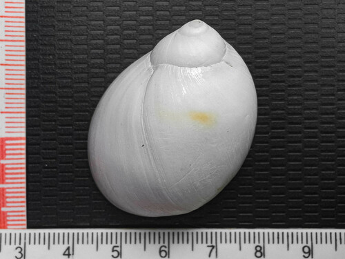 Polinices panamaensis, 2024-02-29