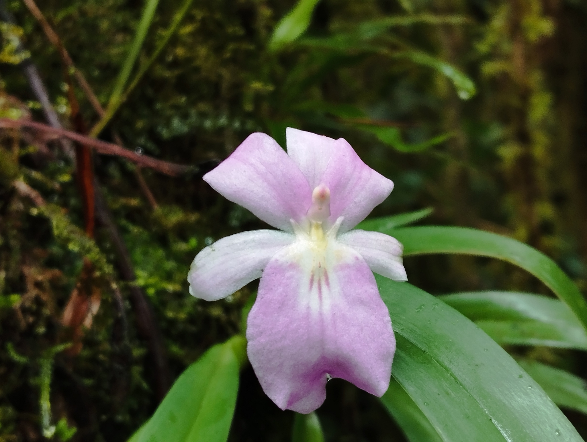 Imagem de Orquídea