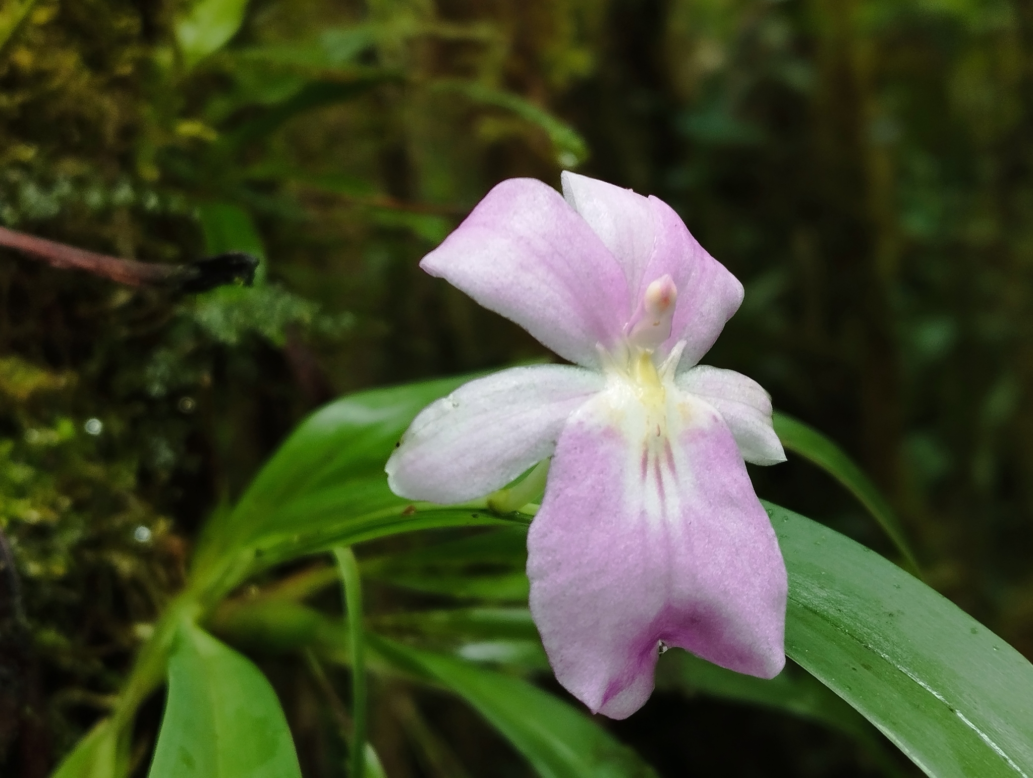 Imagem de Orquídea