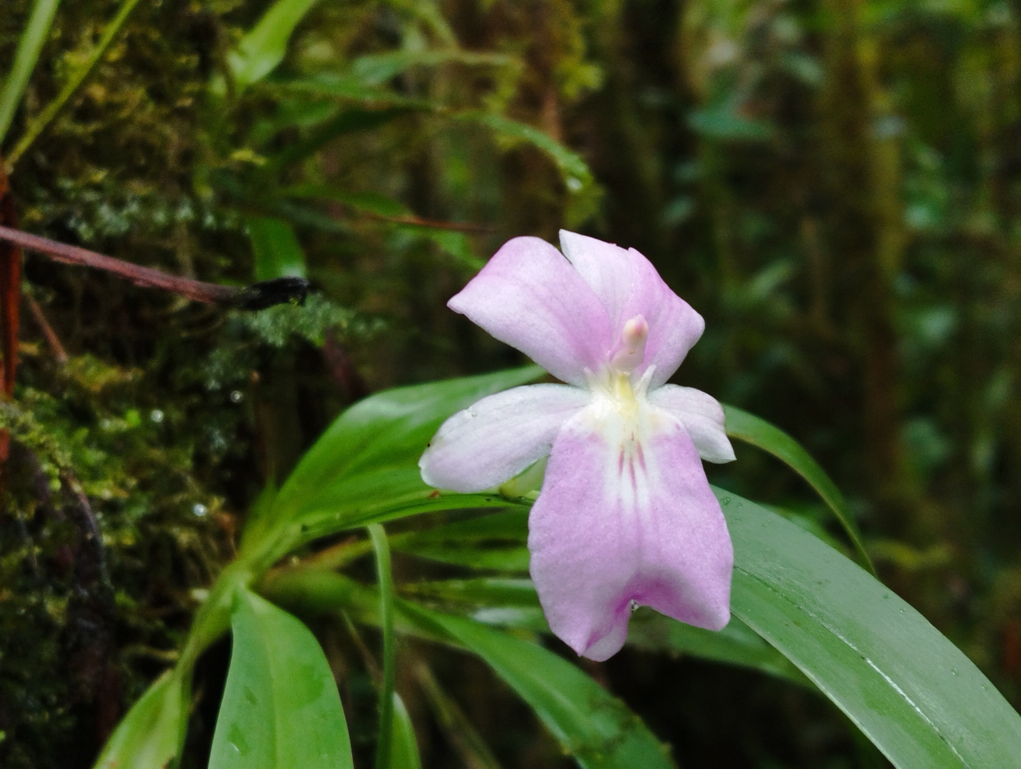 Imagem de Orquídea