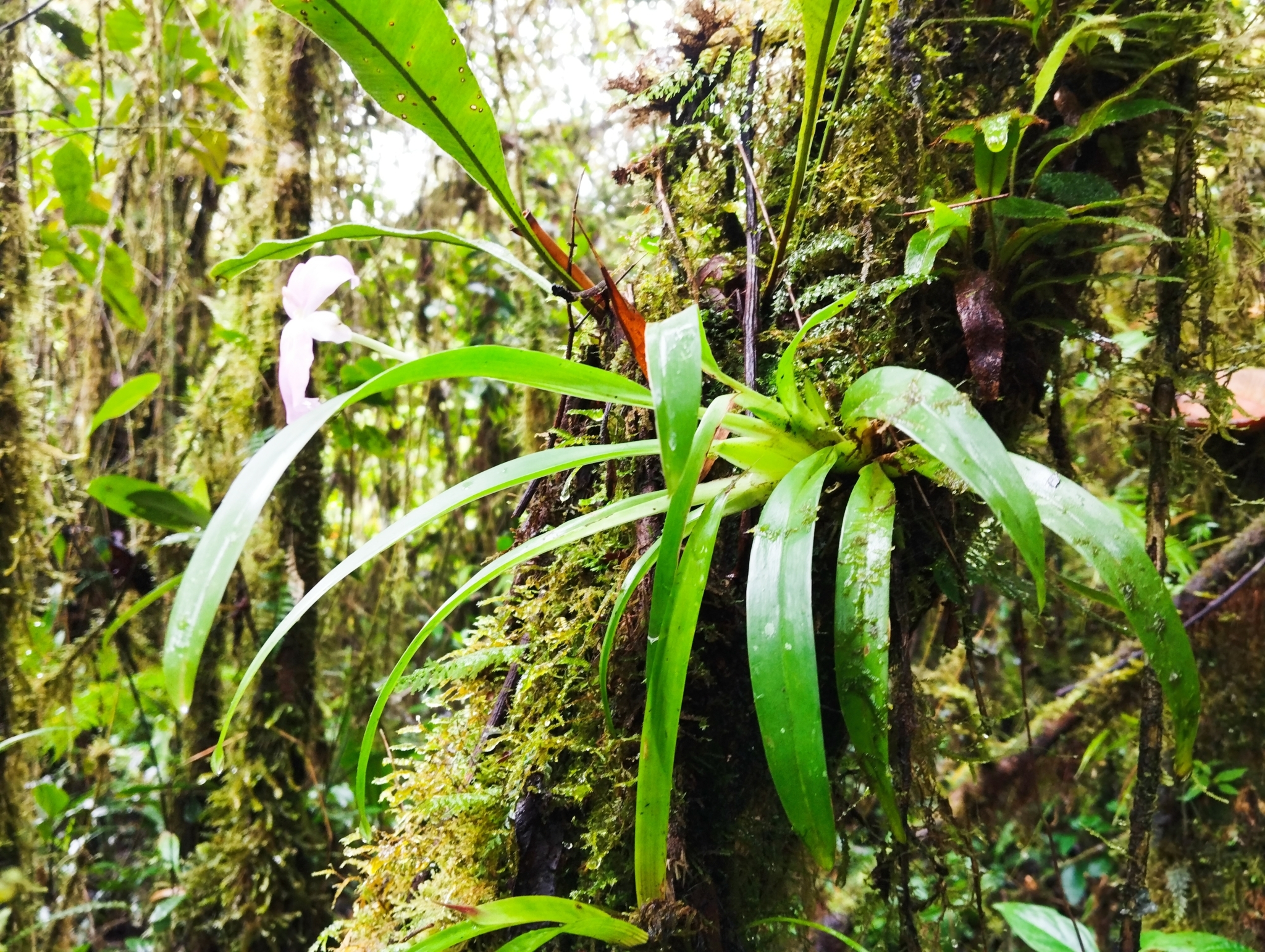 Imagem de Orquídea