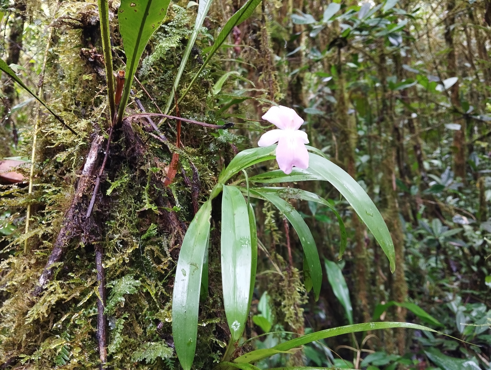 Imagem de Orquídea