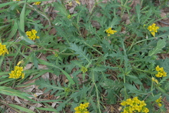 Rorippa sinuata