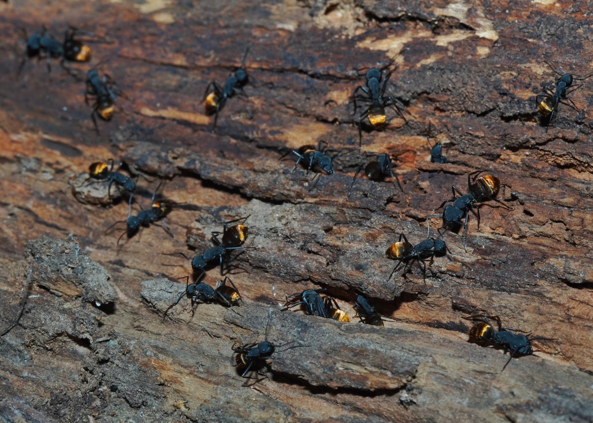 Camponotus spinolae