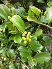 Dendrotrophe varians