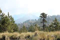 Muhlenbergia macroura