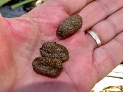 Thryonomys swinderianus