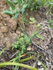 Rosa spithamea