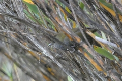 Zeledonia coronata image