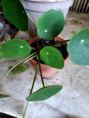 Pilea peperomioides