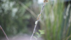 Brontocoris nigrolimbatus