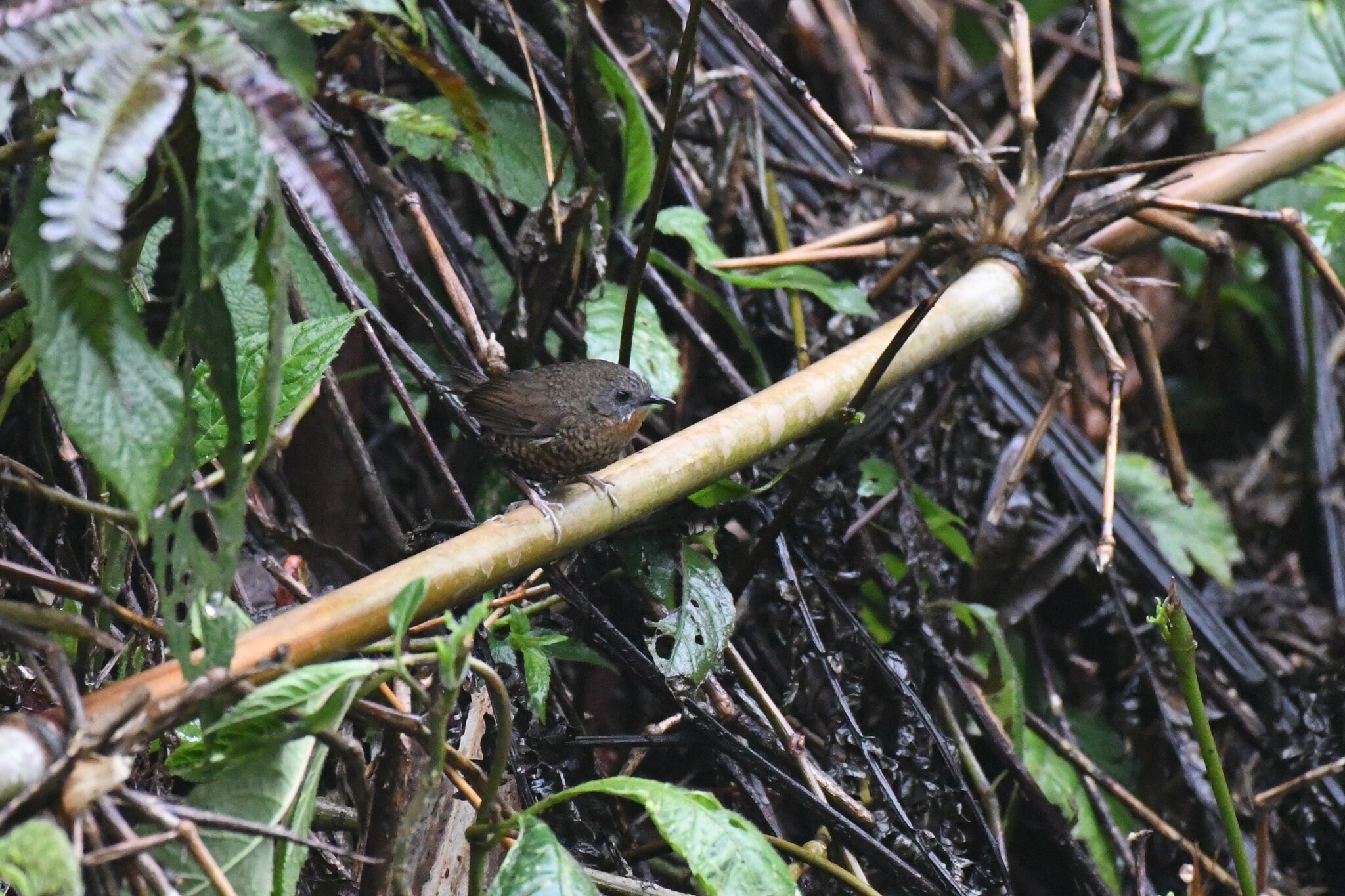 Rufous-throated Wren-Babbler (Spelaeornis caudatus)