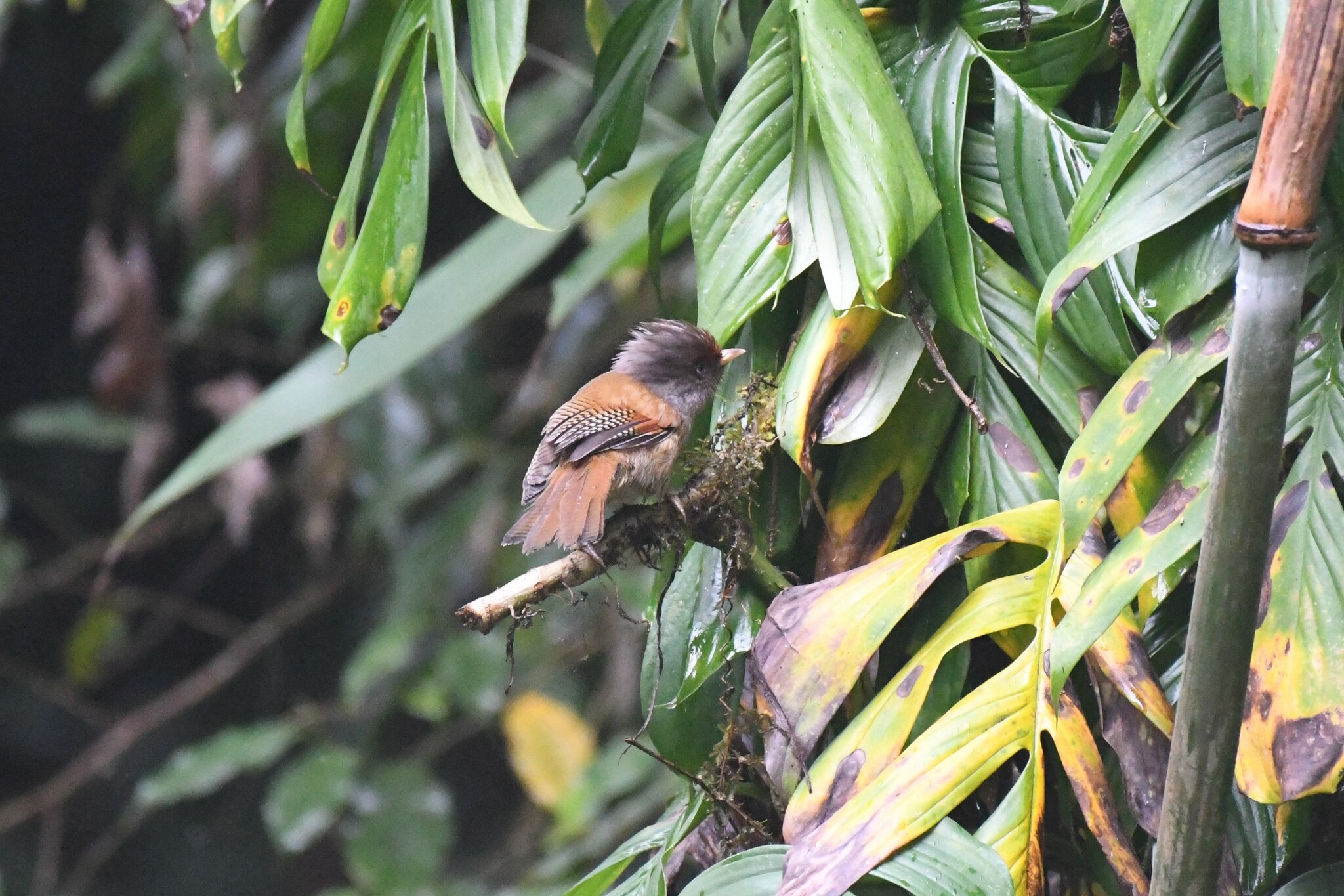 Rusty-fronted Barwing (Actinodura egertoni), photo 8