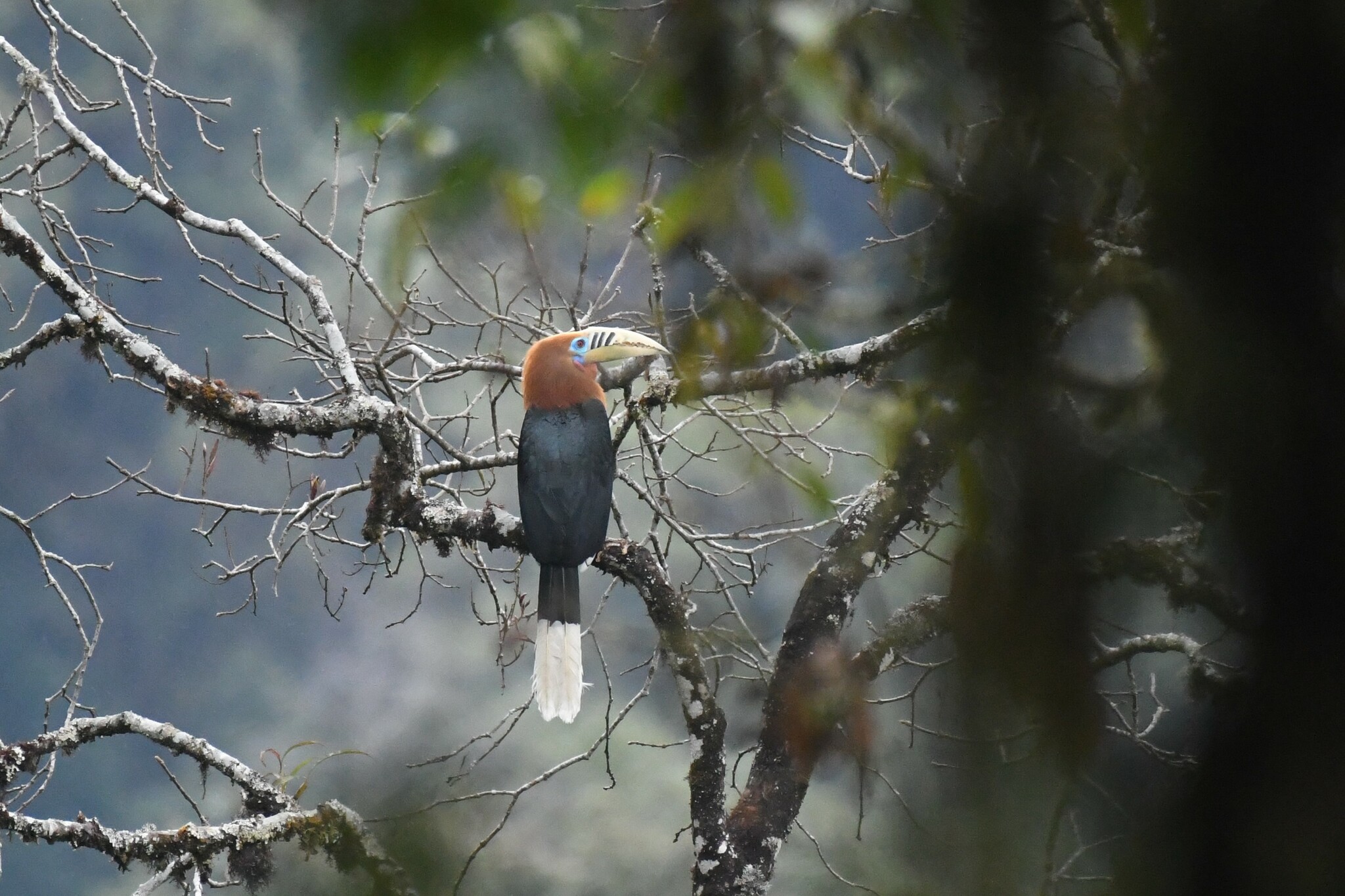 Rufous-necked Hornbill