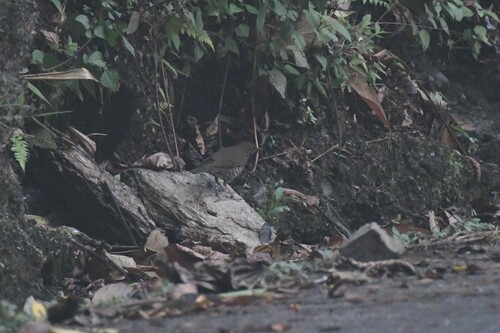 Alpine Thrush (Zoothera mollissima), photo 10