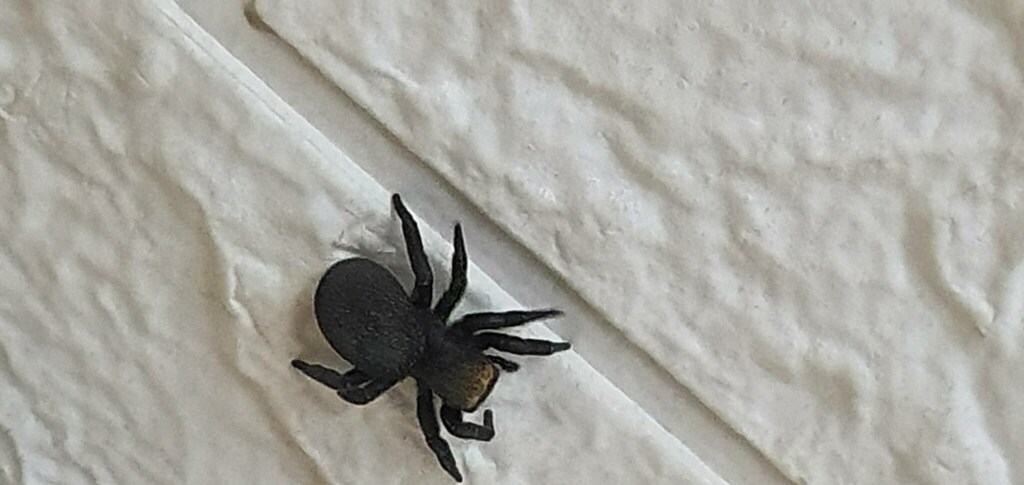 Adonea fimbriata