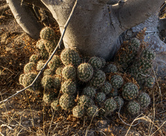 Mammillaria sheldonii