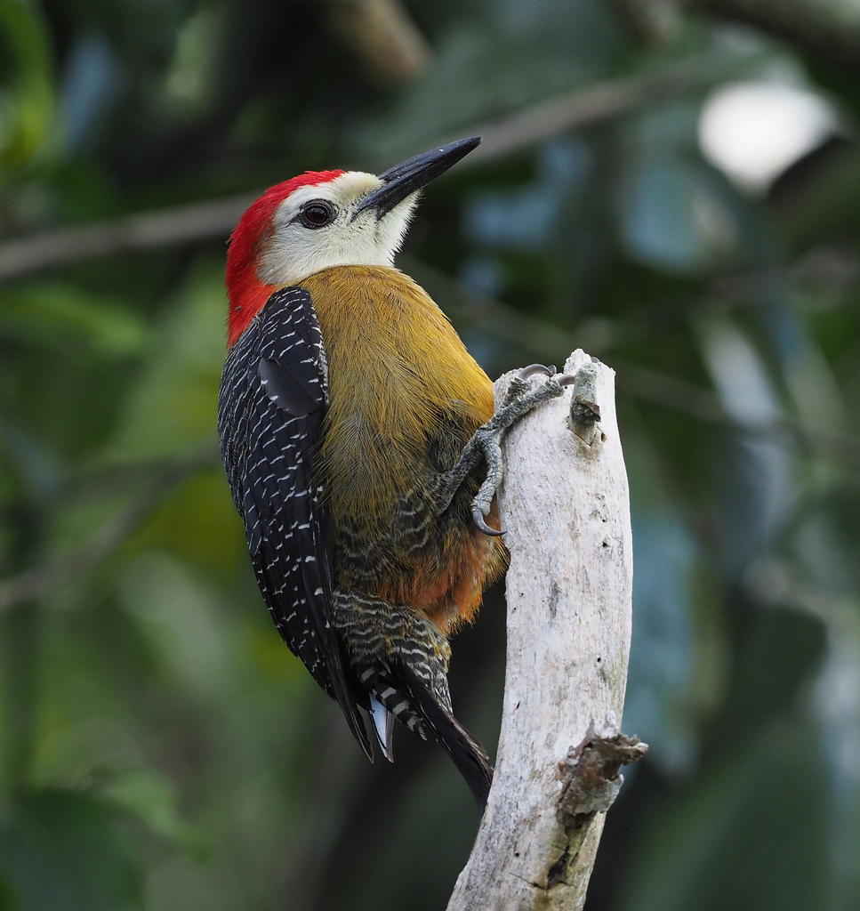 Jamaican Woodpecker (Melanerpes radiolatus) photo