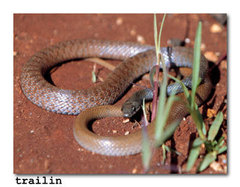 Platyceps florulentus
