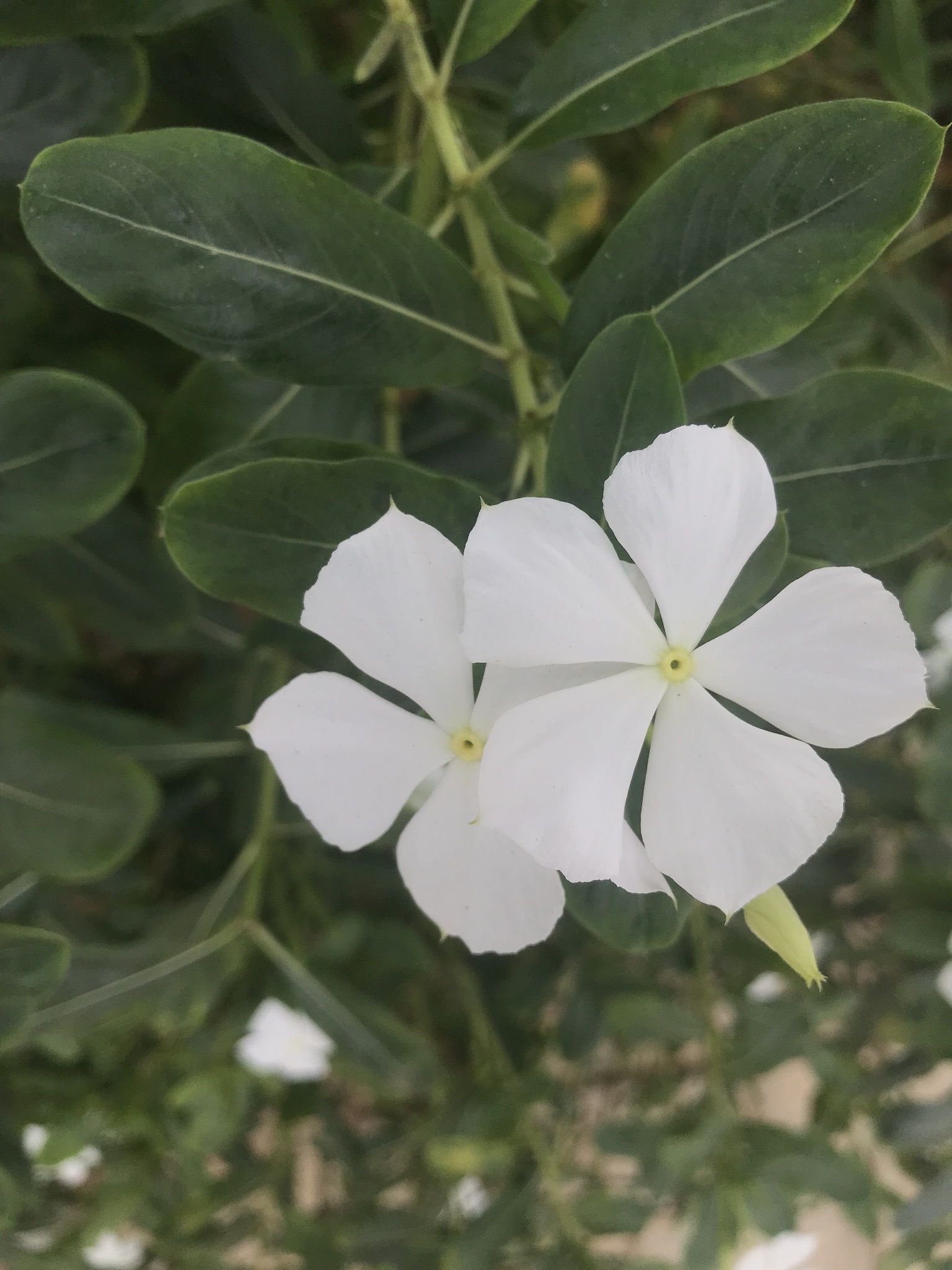 Catharanthus roseus