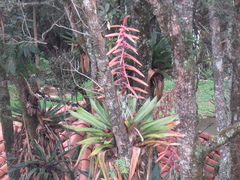 Tillandsia fendleri