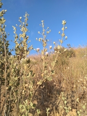 Malacothamnus foliosus