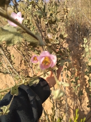 Malacothamnus foliosus