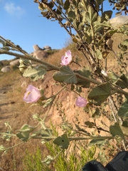 Malacothamnus foliosus
