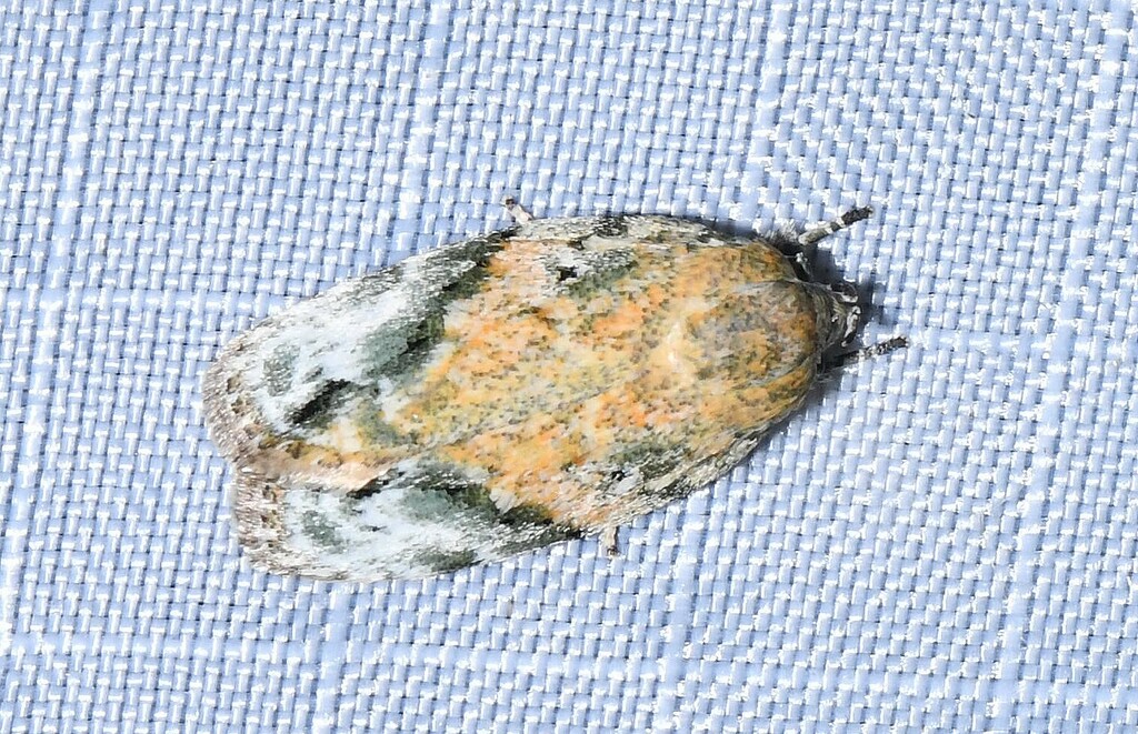 Chlamydastis arenaria