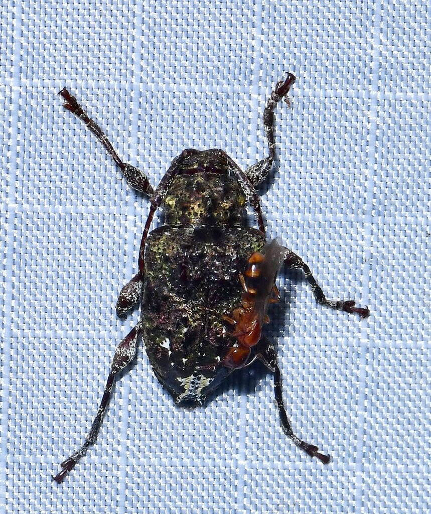 Leptostylus viriditinctus