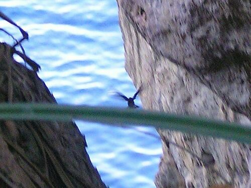 Christmas Swiftlet (Collocalia natalis), photo 7
