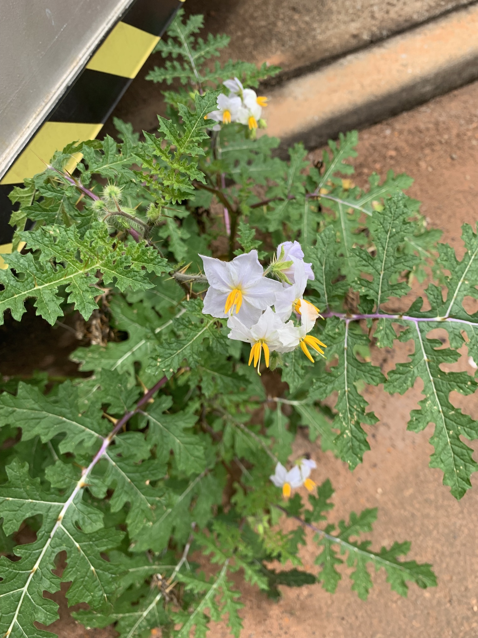 Solanum sisymbriifolium